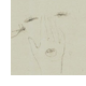 disegno a